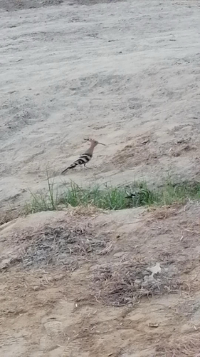 Common Hoopoe