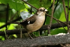 Atlapetes pallidiceps