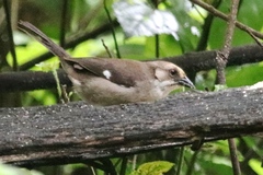 Atlapetes pallidiceps