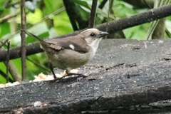 Atlapetes pallidiceps