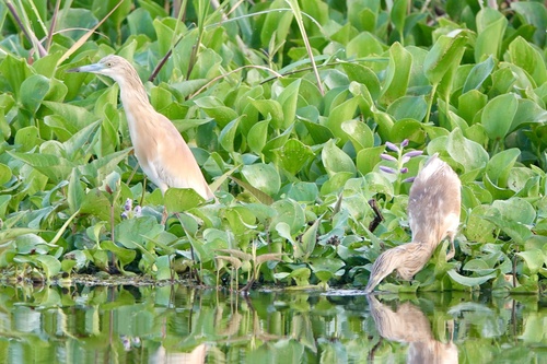 Squacco Heron