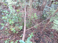 Coprosma robusta robusta