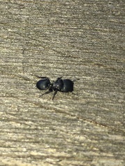 Cephalotes pusillus