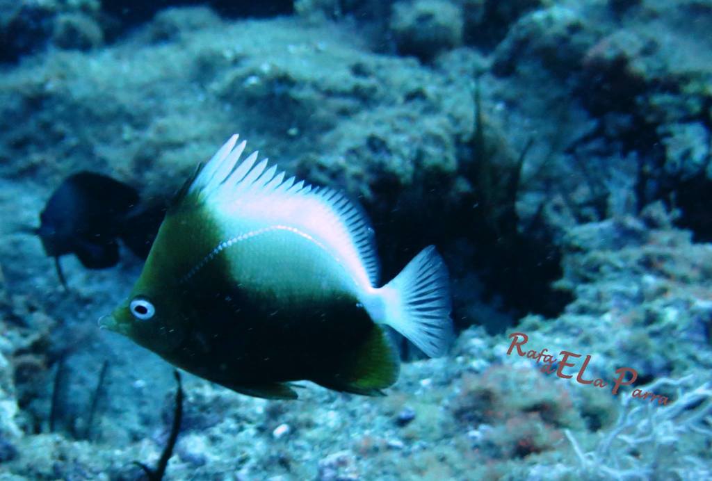Bastard Cunningfish
