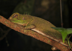 Enyalioides laticeps