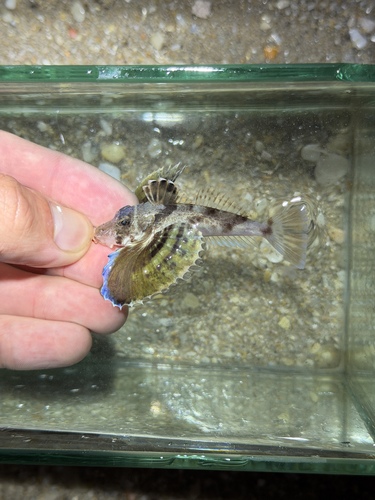 Blackwing searobin (Prionotus rubio) — Triglidae — 4