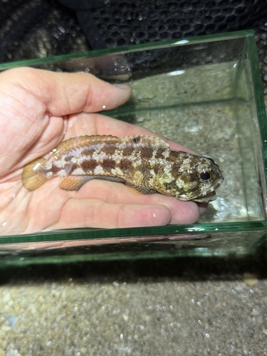 Banded jawfish (Opistognathus macrognathus) — Opistognathidae — 4
