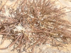 Ephedra monosperma
