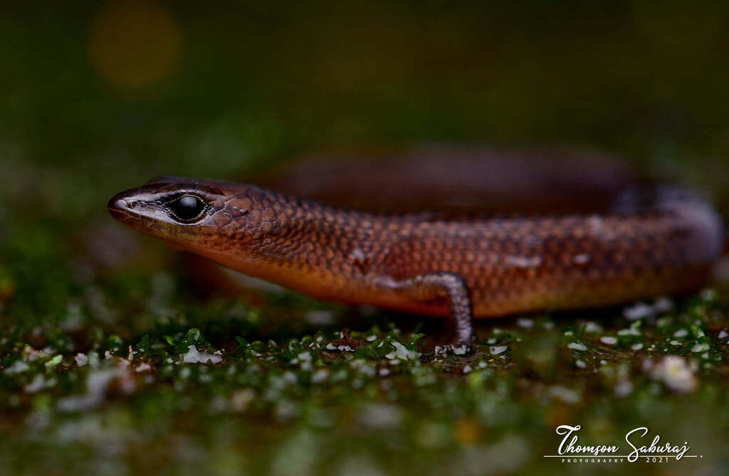 Travancore Ristella