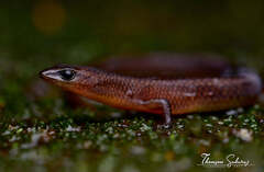 Travancore Ristella photo 1