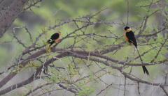 Vidua regia