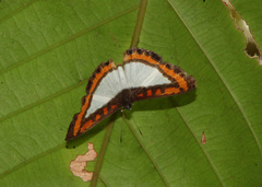 Nymphidium caricae