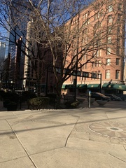 Gleditsia triacanthos