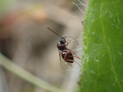 Hieracium gall wasp