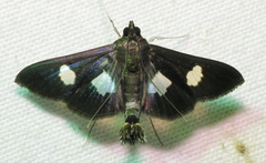 Diaphania exclusalis