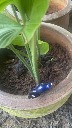 Great Eggfly
