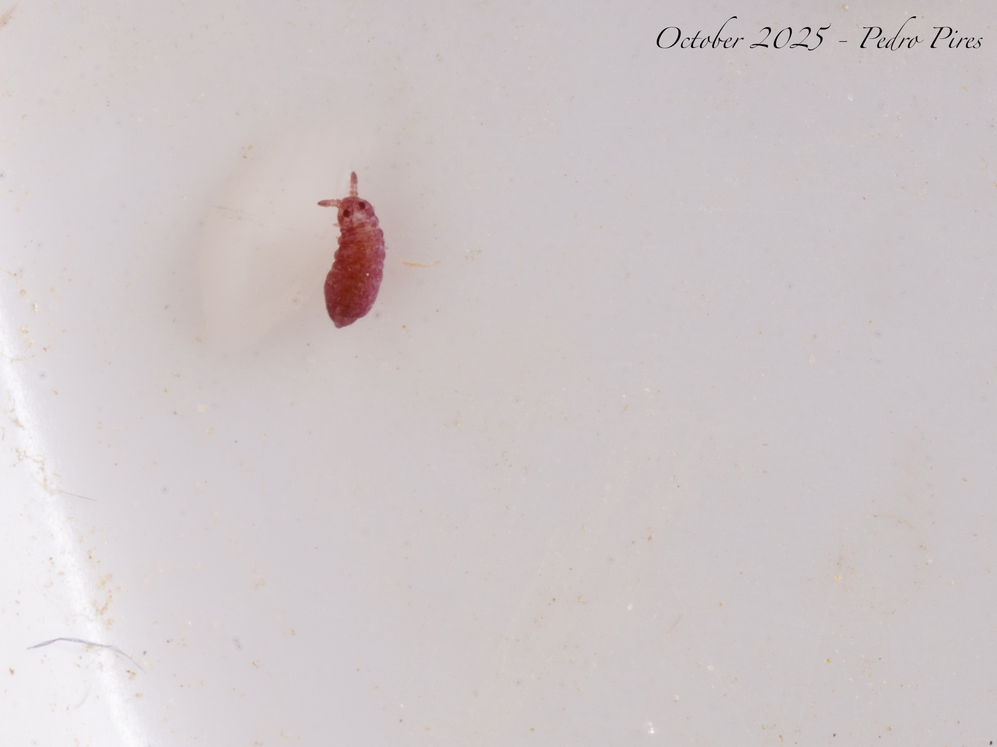 Brachystomella parvula (Schäffer, 1896)