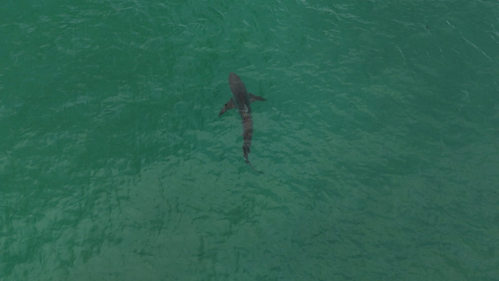 Bronze whaler shark from above in green coastal water