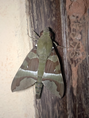 Whitebanded Nephele