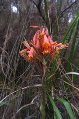 Blandfordia punicea