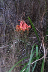 Blandfordia punicea