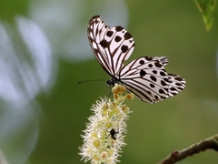 Ideopsis gaura