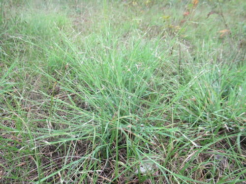 Scabrous hideseedgrass (Cleistogenes squarrosa)