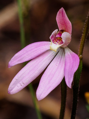 Caladenia tonellii