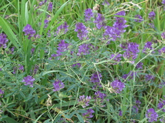 Medicago sativa sativa