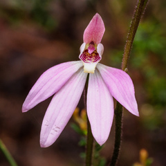 Caladenia tonellii