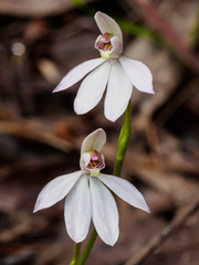 Caladenia tonellii