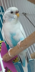 Melopsittacus