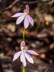 Caladenia tonellii