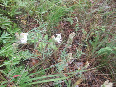 None (Silene amoena)