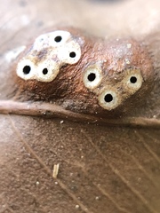 Epichrysocharis burwelli