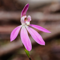 Caladenia tonellii