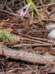 Caladenia tonellii