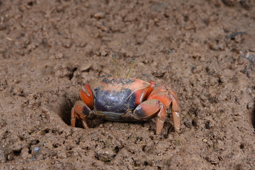 Bowed Fiddler Crab