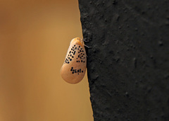 Poekilloptera phalaenoides