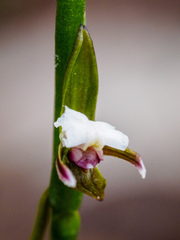 Prasophyllum brevilabre