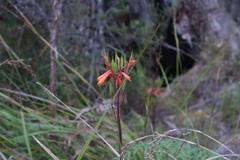 Blandfordia punicea