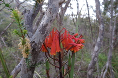 Blandfordia punicea