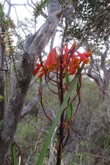 Blandfordia punicea