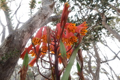Blandfordia punicea