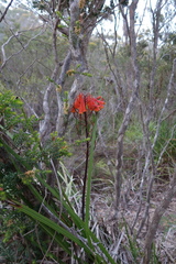 Blandfordia punicea