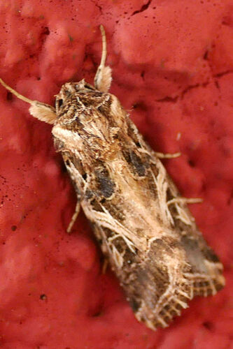Spodoptera littoralis