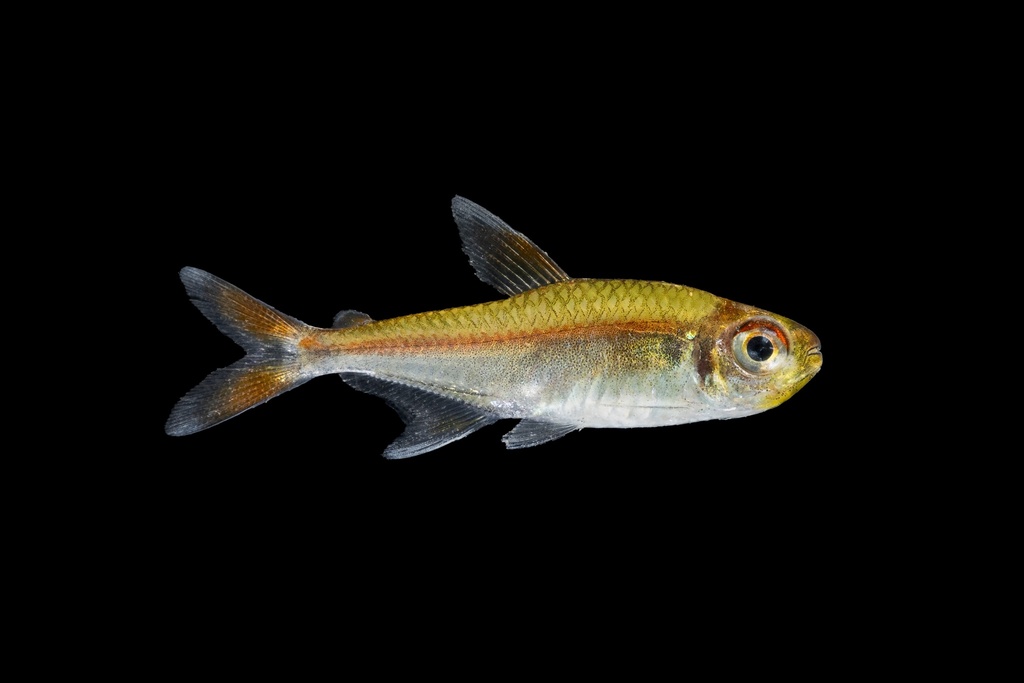 Hyphessobrycon melazonatus