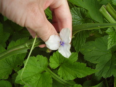 Tradescantia × andersoniana