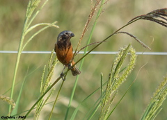 Sporophila ruficollis