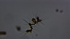 Asterionellopsis glacialis